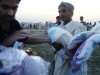 Volunteers of voice are distributing goods at Nowshera, Khyber Pakhtunkhwa – Flood 2010